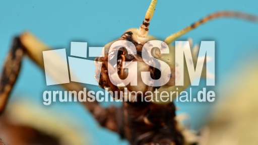 Australische Gespenstschrecke (08).jpg